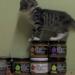 Brooklyn Salsa Company Sells Salsa With Kittens