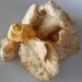 chanterelles